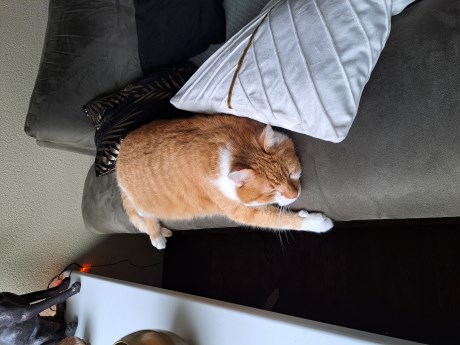 Kat Europese korthaar of huiskat