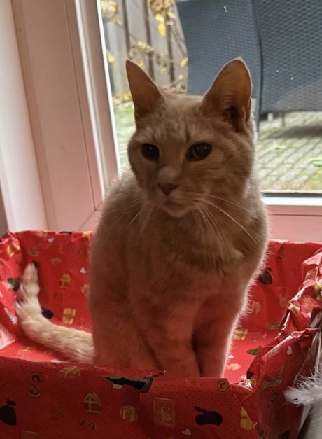 Kat Europese korthaar of huiskat