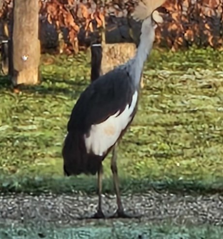 Vogel Overige rassen