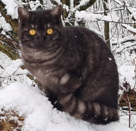 Kat Brits korthaar X