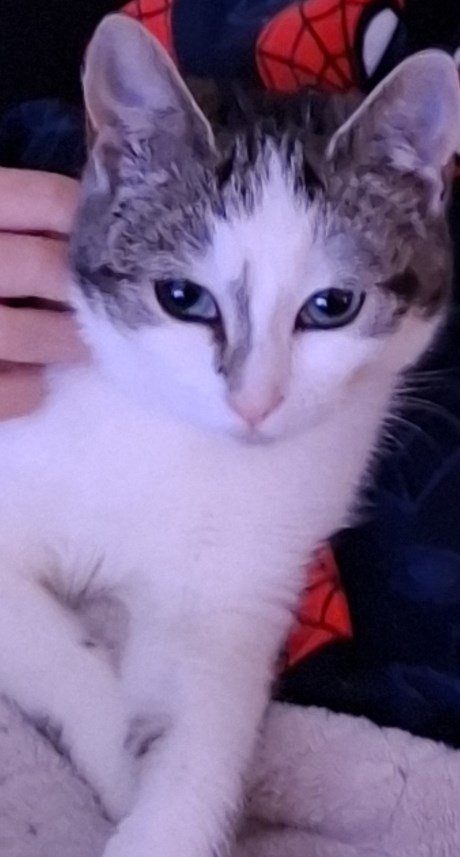 Kat Europese korthaar of huiskat