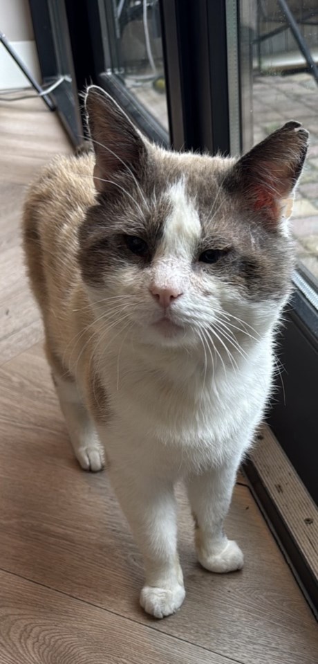 Kat Europese korthaar of huiskat