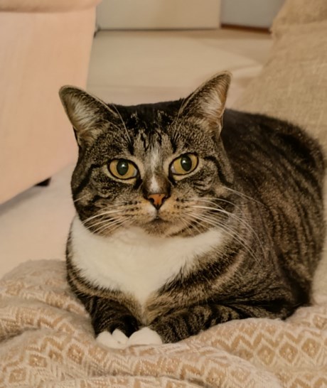 Kat Europese korthaar of huiskat