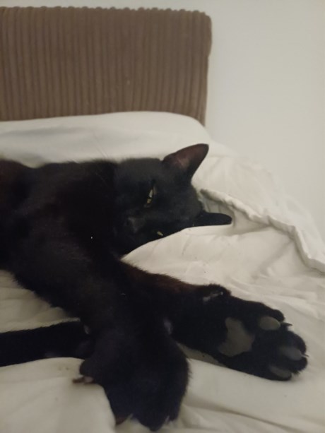 Kat Europese korthaar of huiskat