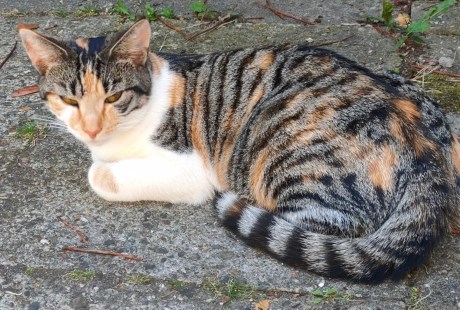 Kat Europese korthaar of huiskat