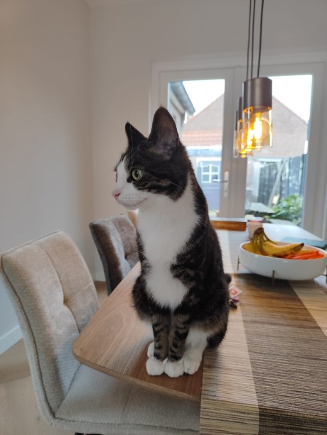 Kat Europese korthaar of huiskat