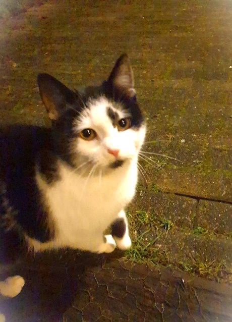 Kat Europese korthaar of huiskat