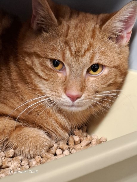 Kat Europese korthaar of huiskat