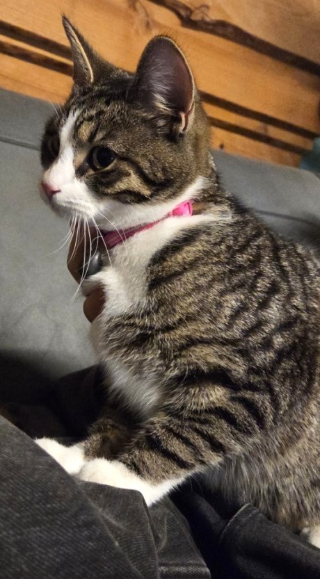 Kat Europese korthaar of huiskat