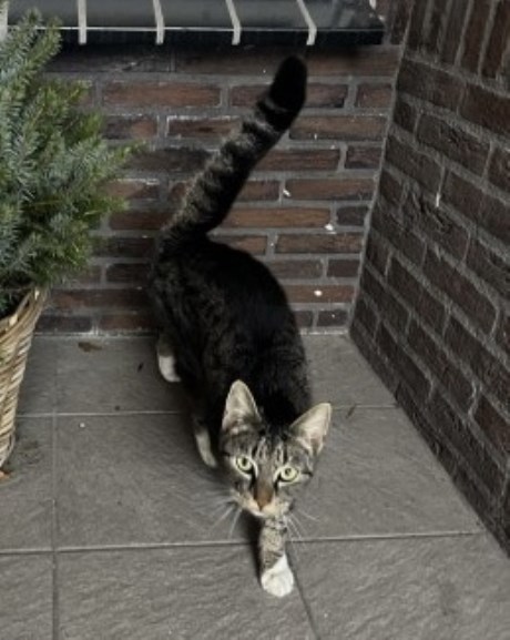 Kat Europese korthaar of huiskat