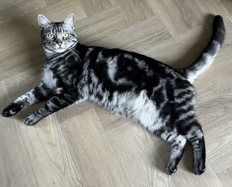 Kat Europese korthaar of huiskat