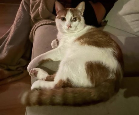 Kat Europese korthaar of huiskat