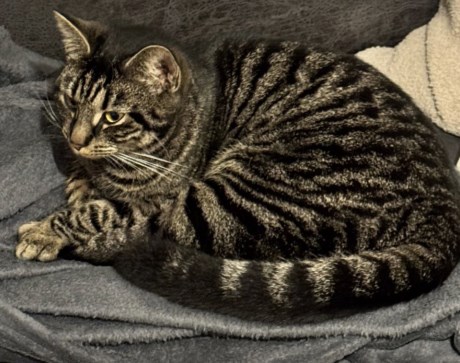 Kat Europese korthaar of huiskat