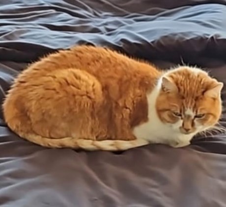 Kat Europese korthaar of huiskat