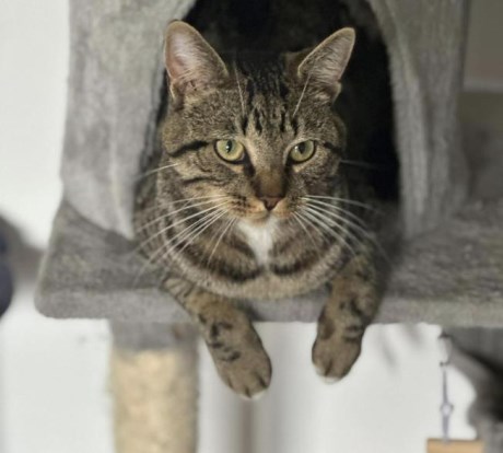 Kat Europese korthaar of huiskat