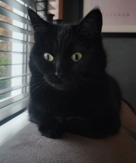 Kat Europese korthaar of huiskat