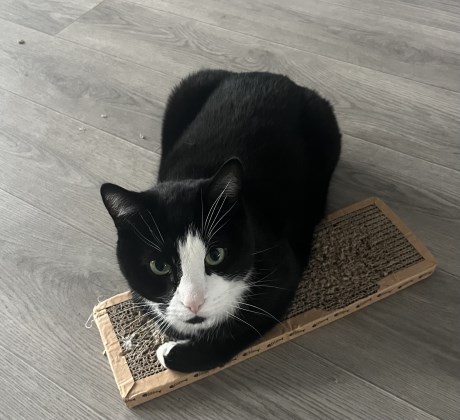 Kat Europese korthaar of huiskat