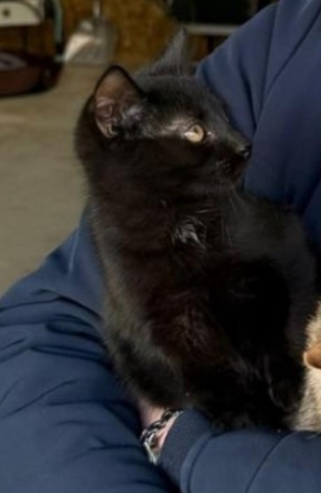 Kat Europese korthaar of huiskat