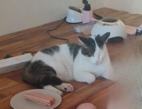 Kat Europese korthaar of huiskat