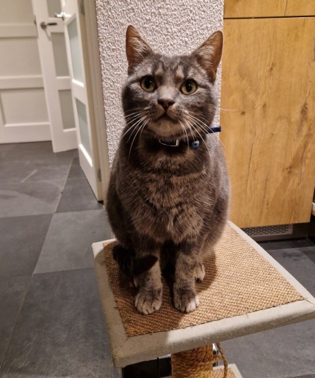 Kat Europese korthaar of huiskat