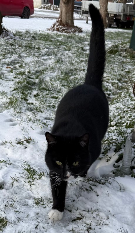 Kat Europese korthaar of huiskat