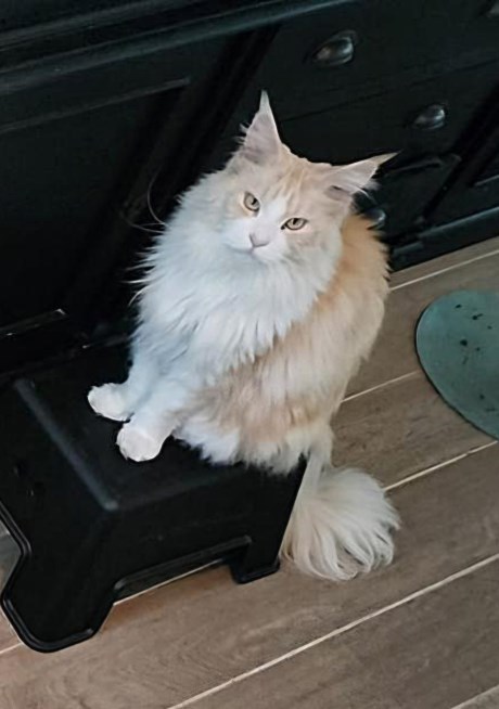 Kat Maine Coon