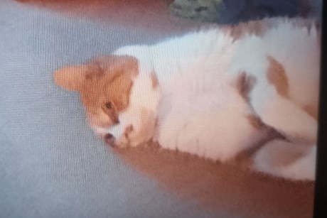 Kat Europese korthaar of huiskat