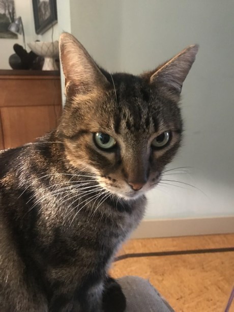 Kat Europese korthaar of huiskat