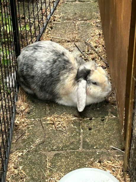 Knaagdier / Haasachtige Konijn