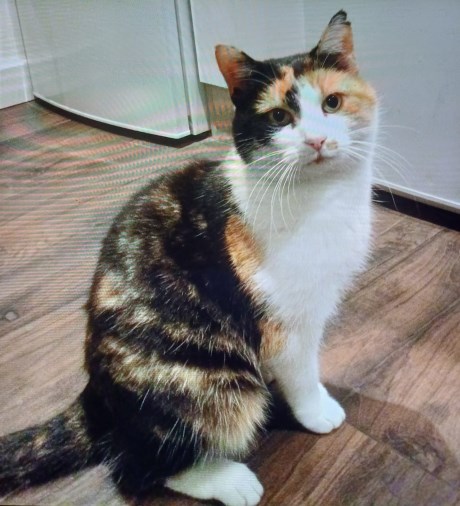 Kat Europese korthaar of huiskat