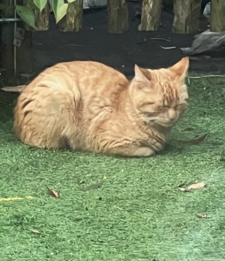 Kat Europese korthaar of huiskat