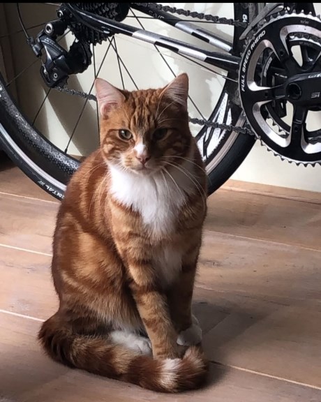 Kat Europese korthaar of huiskat