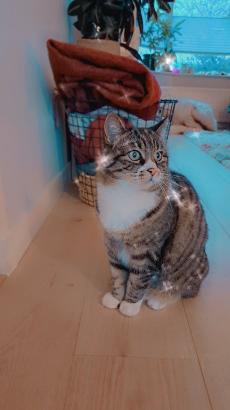 Kat Europese korthaar of huiskat