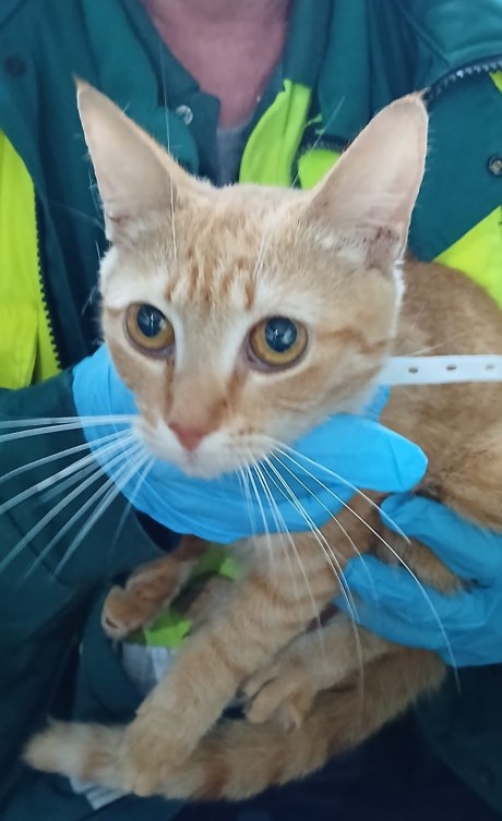 Kat Europese korthaar of huiskat