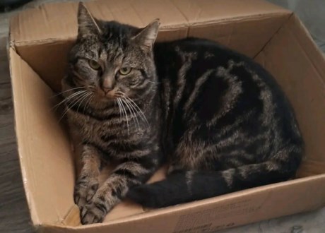 Kat Europese korthaar of huiskat