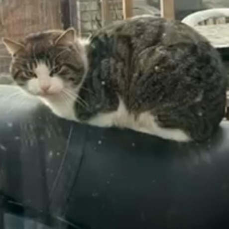 Kat Europese korthaar of huiskat