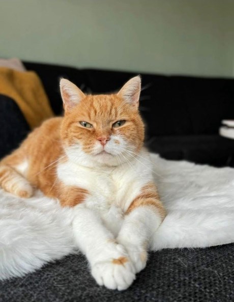 Kat Europese korthaar of huiskat