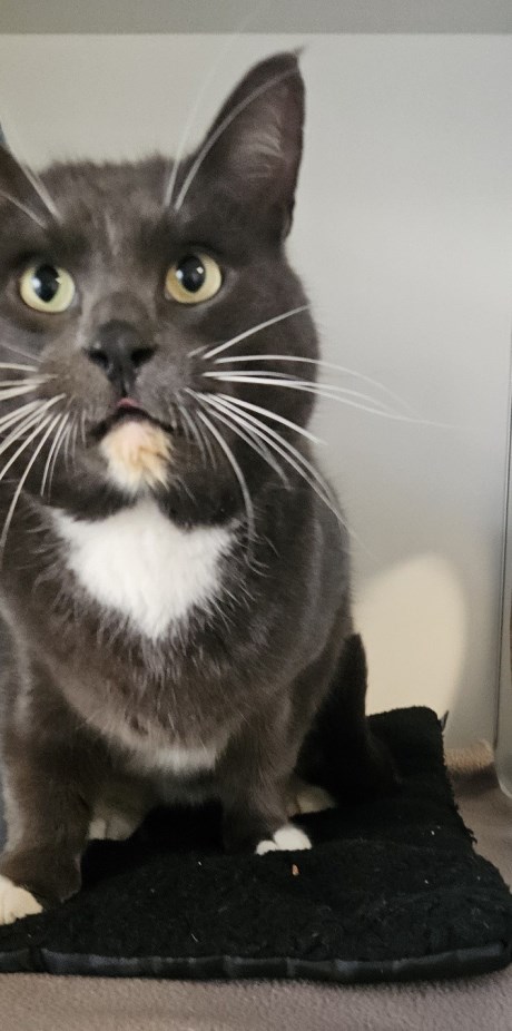 Kat Europese korthaar of huiskat