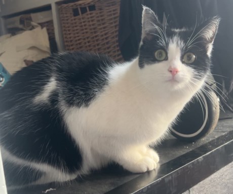 Kat Europese korthaar of huiskat