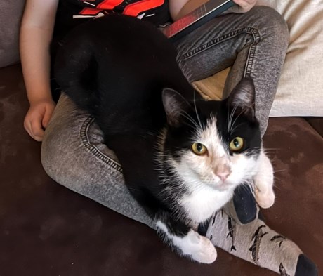 Kat Europese korthaar of huiskat