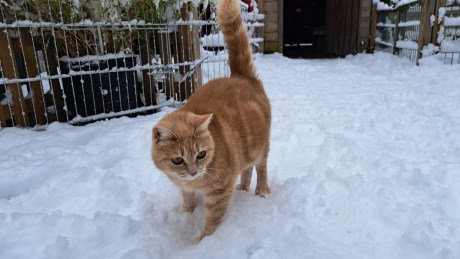 Kat Europese korthaar of huiskat