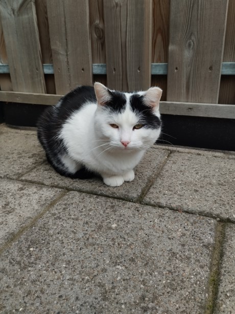 Kat Europese korthaar of huiskat