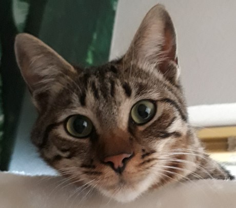 Kat Europese korthaar of huiskat