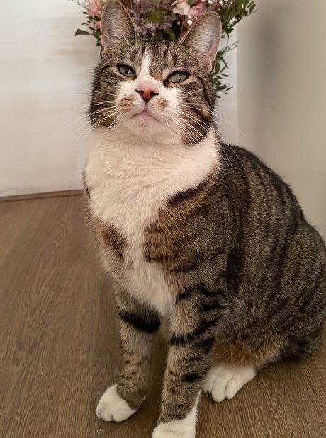 Kat Europese korthaar of huiskat