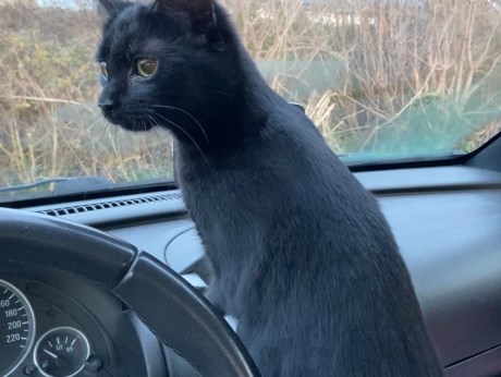 Kat Europese korthaar of huiskat