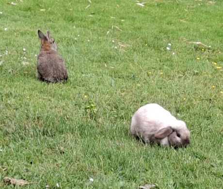 Knaagdier / Haasachtige Konijn