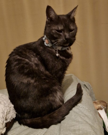 Kat Europese korthaar of huiskat