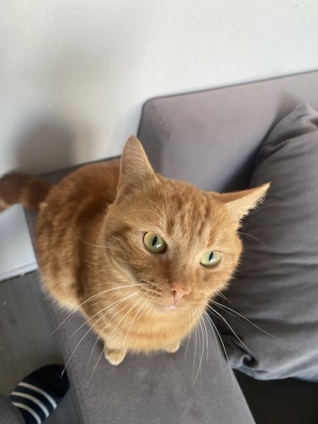 Kat Europese korthaar of huiskat