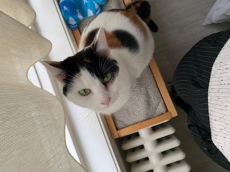 Kat Europese korthaar of huiskat