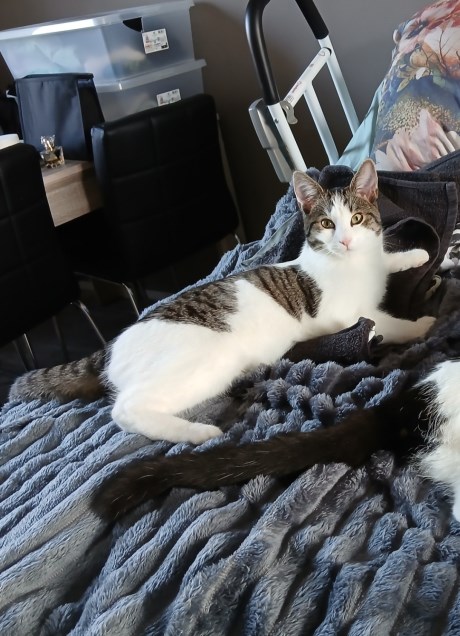 Kat Europese korthaar of huiskat